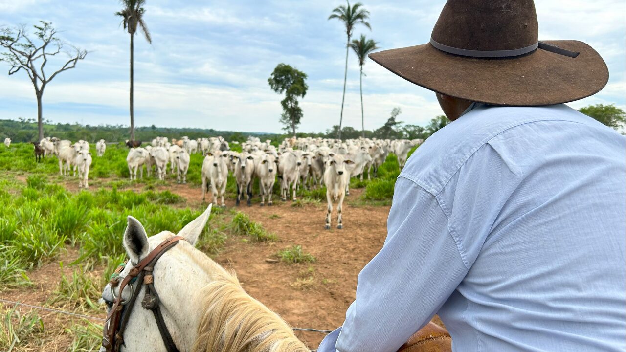Homem montado em cavalo de frente para boiada no pasto