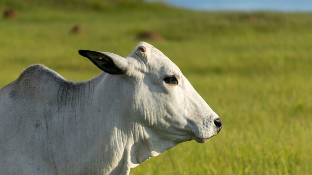 Boi nelore em close-up lateral