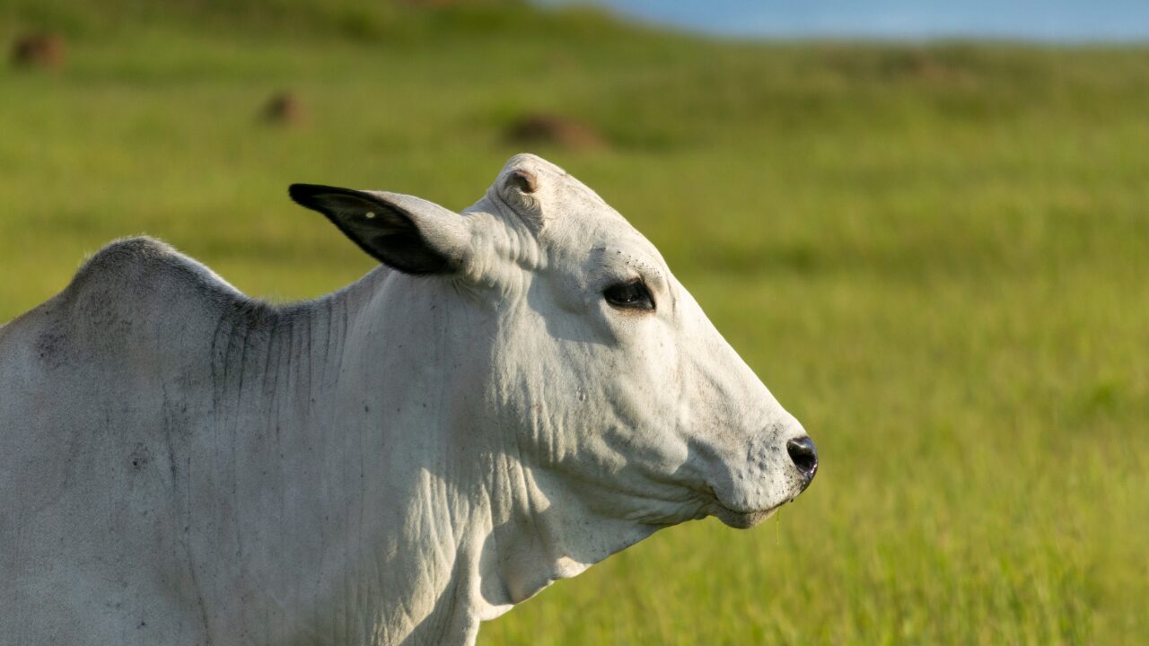 Boi nelore em close-up lateral