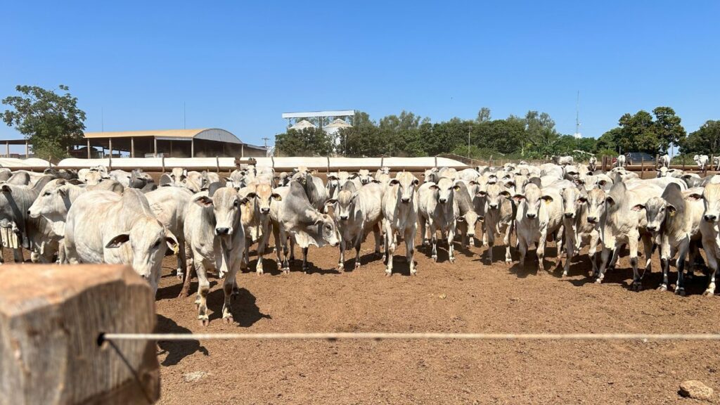 Bois nelores em confinamento