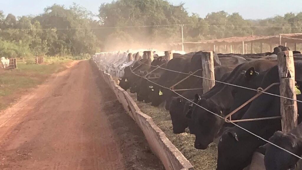 Gado em confinamento se alimentando no cocho